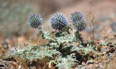 ببینید | تصاویر باورنکردنی و عجیب از مردی که خار میخورد!