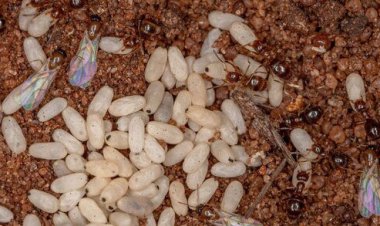 مورچه‌هایی که مغز بسیار بزرگی دارند!