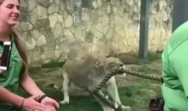 ببینید | مسابقه طناب‌کشی یک شیر با چند مرد هیکلی