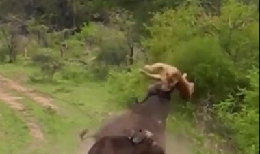ببینید | گاو وحشی شیر جوان را مچاله کرد!