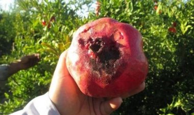 زنگ خطر مگس میوه مدیترانه‌ای در ارسنجان