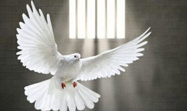 آزادی یک زندانی  با هر برد تراکتور