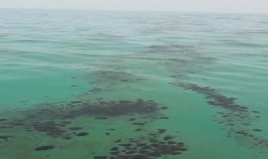 حمله تاربال‌ها به ساحل سیراف مهار شد