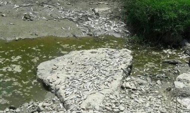 مرگ هزاران ماهی در رودخانه کهگیلویه