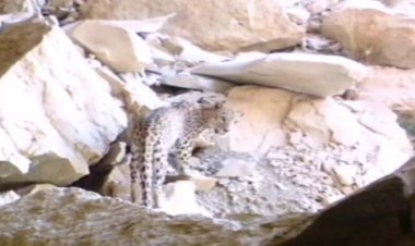 انتشار تصاویر تازه‌ای از پلنگ ایرانی در طبیعت کازرون