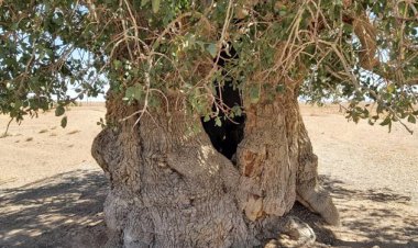 ۹ جاذبه طبیعی فارس به ثبت ملی رسید