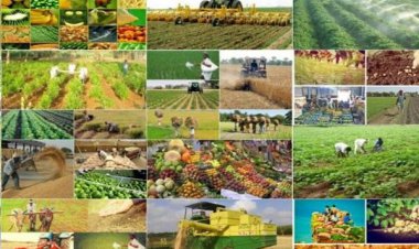 قیمت خرید تضمینی محصولات اساسی کشاورزی اعلام شد   