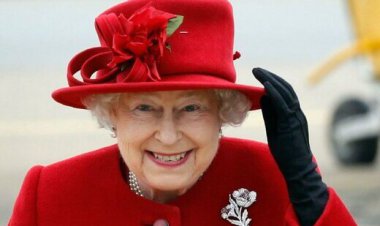 چرا زنبورها از مرگ ملکه مطلع شدند!