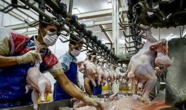 بازسازی کشتارگاه میناب چه مدت زمان می‌برد؟