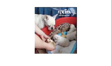 ببینید | حرکت جالب یک سگ و درخواست از انسان برای غذا دادن به جوجه اردک!