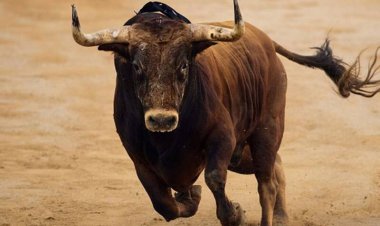 ببینید | قدرت حیرت‌انگیز یک گاو وحشی در چپ‌کردن خودرو