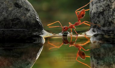 تعداد کل مورچهها در جهان چقدر است؟