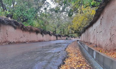 خشکاندن باغات شیراز برای رسیدن به درآمدهای نجومی