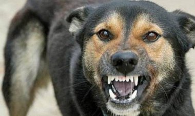 آماری هولناک از حیوان‌ گزیدگی