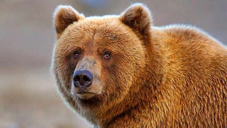 ذخیره گاه زیست کره ارژن - پریشان، زیستگاهی امن برای خرس قهوه ای