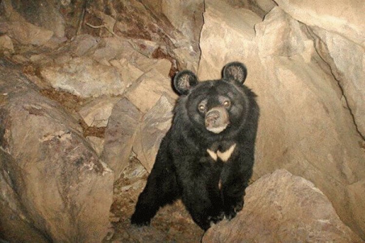 مشاهده خرس سیاه آسیایی در حاجی آباد