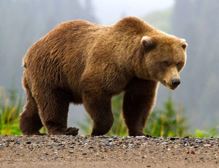 حمله خرس به مرد اندیکایی