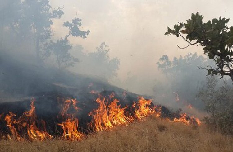 ۱۵هکتار از جنگل‌های بلوط شهرستان چرام در آتش سوخت