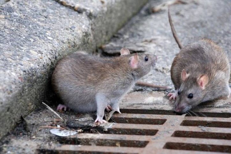 ۵۰ هزارکلونی موش در تهران شناسایی شد