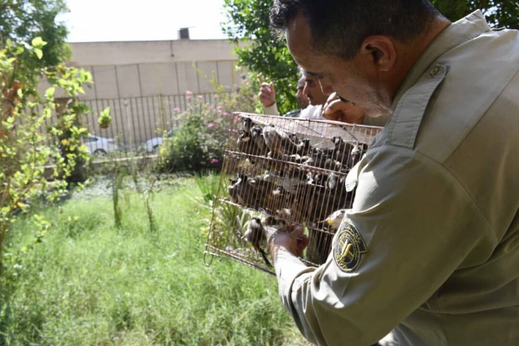 کشف یک هزار بلبل خرما از متخلفان شکار در خوزستان    