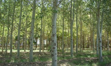 طلای سبز؛ معدنی پنهان برای اشتغال و تولید در کهگیلویه و بویراحمد