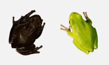 عکس | جهش ژنتیکی عجیب قورباغه‌ها پس از فاجعه اتمی چرنوبیل