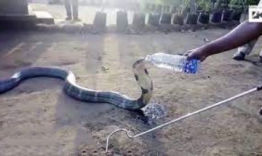 ببینید | آب نوشیدن مار کبرا از بطری آب معدنی در هند