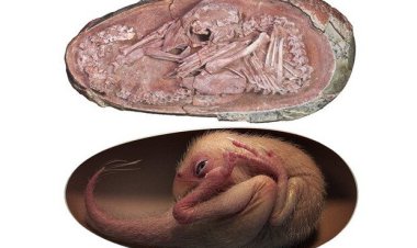 کشف فسیل تقریبا سالم جنین دایناسور در تخم    