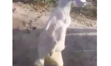 ببینید | بز عجیبی که روی دو پا راه می‌رود!