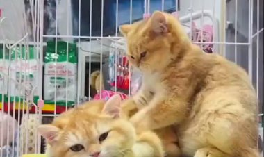 ببینید | آپشن گربه‌ی خارق‌العاده؛ ماساژ گربه‌ای!