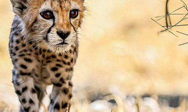 فیلم جدید از «پیروز» توله یوز ایرانی