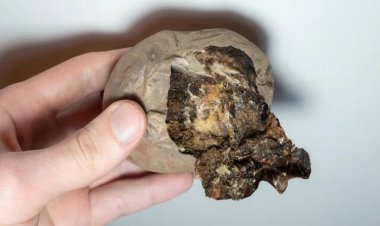 سیب‌زمینی‌های فاسد می‌توانند آنتی بیوتیک بعدی باشند