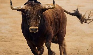 ببینید | انتقام تلخ یک گاو وحشی از مرد حیوان‌آزار    