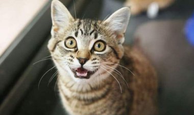 گربه های این استان «هاری» گرفتند!