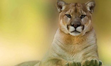 ببینید| لحظات نفسگیر رویارویی یک شکارچی با شیر کوهی