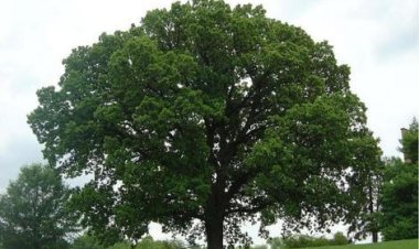 ببینید| خروج صد لیتر آب از داخل تنه یک درخت!