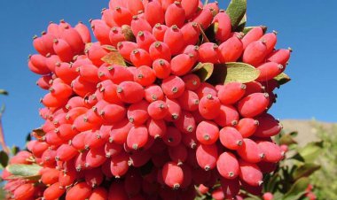 یک میان وعده قرمز و این همه خاصیت