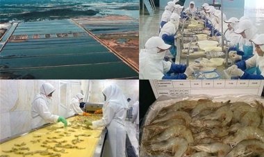 بیش از ۲ هزار تن آبزیان از استان بوشهر صادر شد