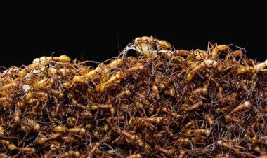 تعداد مورچه‌های کره‌زمین لو رفت