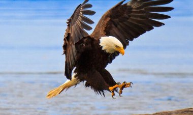 ببینید | عجیب اما واقعی؛ یک خرچنگ، عقاب سرسفید را سرنگون کرد!