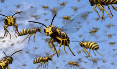 حمله زنبور ها در سری‌لانکا/ 42 دانش آموز راهی بیمارستان شدند