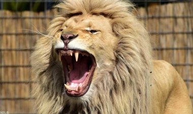 ببینید | حمله عجیب شیر بیهوش شده به جنگل‌بانان