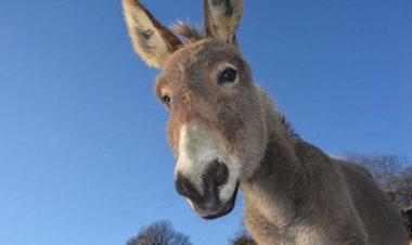 ببینید | انتقام جانانه یک الاغ از شغال