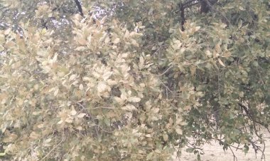 آفت جوانه‌خوار دست از سر جنگل‌های بلوط کهگیلویه برمی دارد؟