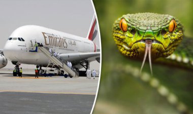ببینید| حضور سرزده مار در هواپیمای ایرباس