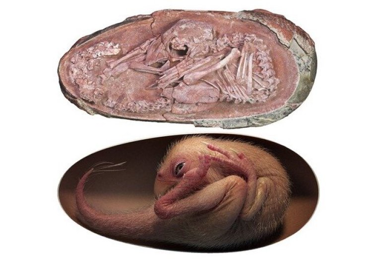 کشف فسیل تقریبا سالم جنین دایناسور در تخم    