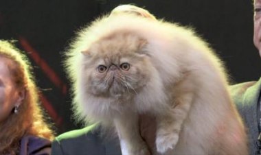 ببینید| مراسم گربه شایسته جهان