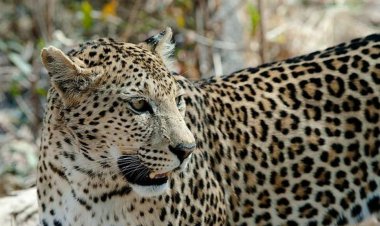 ببینید | مشاهده پلنگ ایرانی در منطقه کلاته خور و بیابانک