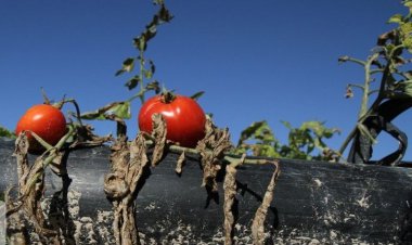 تگرگ دسترنج گوجه‌کاران دشتستانی را نابودکرد