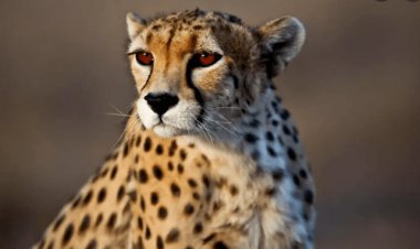 یوزپلنگ توران زمستان امسال آماده بارداری دوباره می‌شود